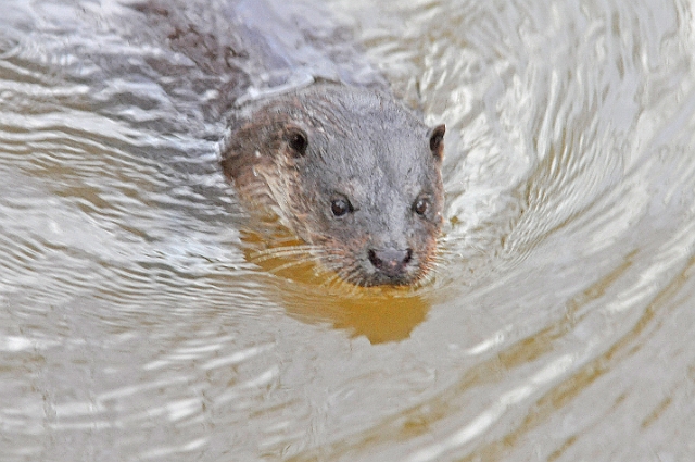 04 01 17_5403_edited-1.jpg - OTTER(S) AT RIVER STOUR, BLANDFORD FORUM, DORSET - JAN 2017